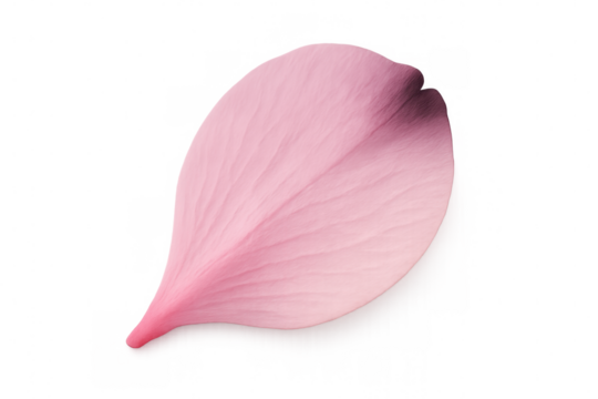 Delicate light pink flower petal resting on transparent backdrop, revealing intricate surface details and soft pastel coloration