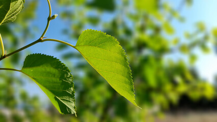 close-up view of mulberry tree leaves