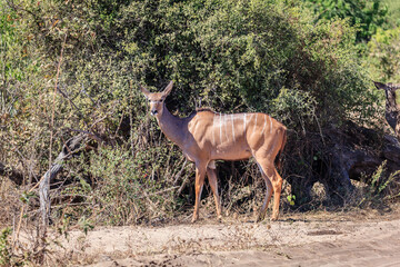 Greater kudu