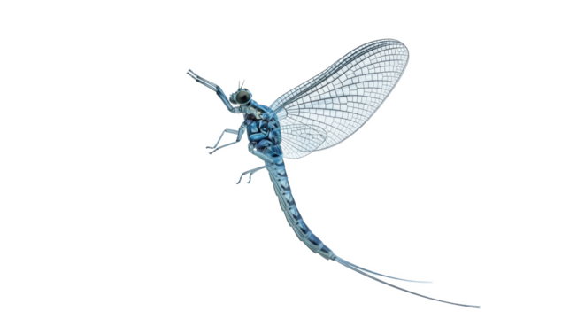 A mayfly insect with translucent wings and a long segmented body on a black plain background image view