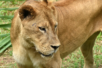Portrait of a lioness