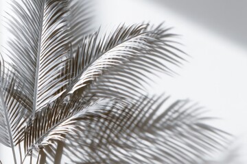 Obraz premium Palm leaves cast shadows on a white wall, minimalist home decor