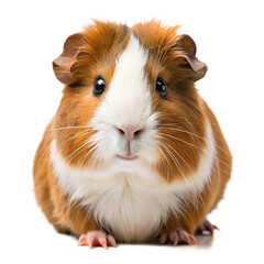 A cute brown and white guinea pig sitting and looking forward, isolated on transparent background