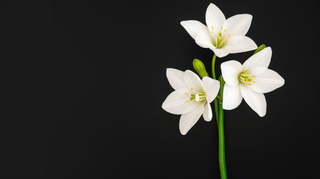 A single white flower is standing on a black background