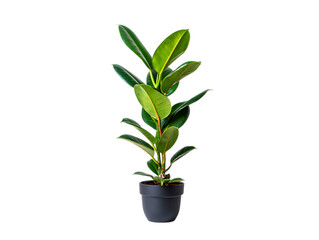 Rubber plant in a pot isolated on transparent background