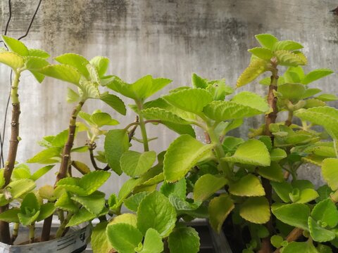 Coleus amboinicus, Mexican Mint, Boost skin health, detox, fight colds, ease joint pain, reduce stress, and aid digestion. Your natural wellness solution.