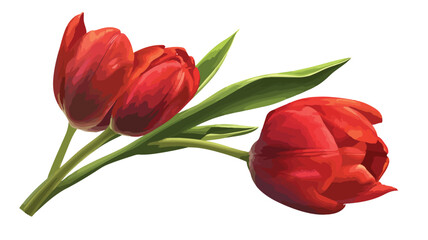 Obraz premium Elegant Tulips on White Background