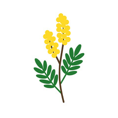 flowers Acacia illustration vector on white background
Vector illustration on white background flowers