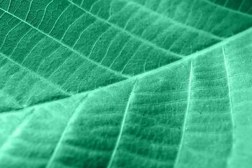 Texture of bright leaf, closeup view