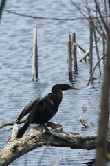 Huntington Beach State Park