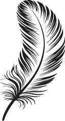Obraz premium Elegant black and white feather illustration on white background for creative design