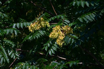 Tree of heaven (Ailanthus altissima) samara.Simaroubaceae alanthus deciduous tree.The seeds of the...