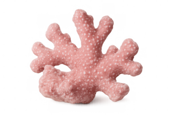 Close-up of pink coral branch with tiny white spots, isolated on transparent background, perfect for marine-themed projects