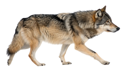 Magnificent wolf stalking its prey, a symbol of wilderness and untamed nature, wild animal