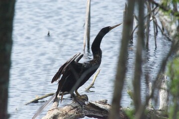 Huntington Beach State Park