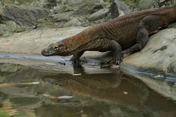 a young komodo dragon crawls on the rocks towards the pool