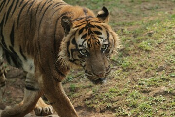 Close up of a sumatran tiger walking in the grass while looking at the camera