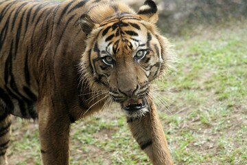 Close up of a sumatran tiger walking in the grass while looking at the camera