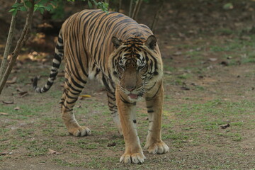 A Sumatran tiger is seen walking in the grass while observing its surroundings.