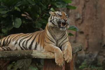 A Sumatran tiger is seen lying on the floor growling.