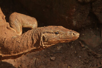 close up of the salvator lizard watching curiously