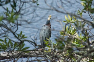 Huntington Beach State Park