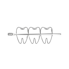 Three healthy human teeth being cleaned by a toothbrush dental care concept
