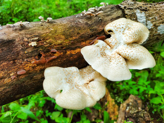 White mushrooms with brown speckles grow on a decaying tree branch in a lush green forest...