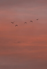Flock of birds wallpaper 