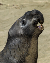 elephant Seal Pup 3