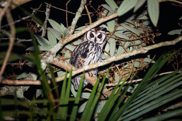 Obraz premium Beautiful Striped Owl (Asio clamator) between branches and trees at night photography in Angra dos Reis, Brazil. High quality nocturnal picture. 