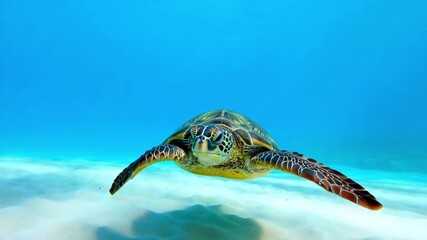 Sea turtle swimming underwater, marine wildlife scene, tropical ocean environment, aquatic animal motion, clear blue sea, peaceful marine life, oceanic exploration