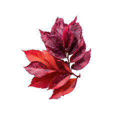 Vibrant autumn leaves in a close-up, isolated against black