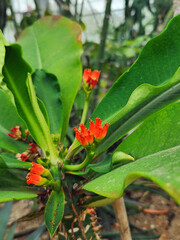 Beautiful Cactus in Bloom at Desert Botanical Garden
