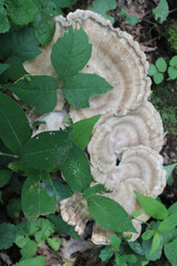 Black-stained polypore mushrooms behind green leaves at Camp Ground Road Woods in Des Plaines, Illinois