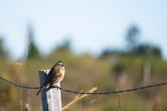Ave de Uruguay. Chingolo o Gorri&oacute;n de Collar