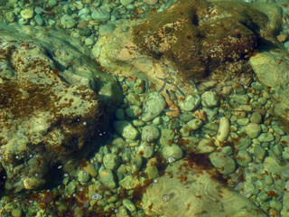 School of boga fish and luminescent jellyfish bloom in rocky beach water of Sa Foradada, Deià, Mallorca, Balearic Islands. Mediterranean Sea marine ecosystem, warm temperature, coastal area. 