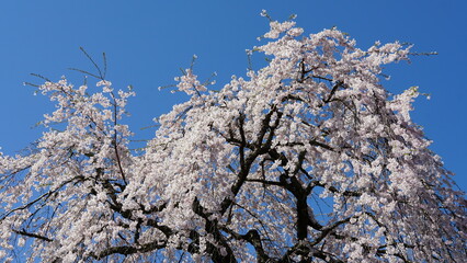 Sakura Landscape: The Beauty of Cherry Blossoms in Full Bloom in Japan