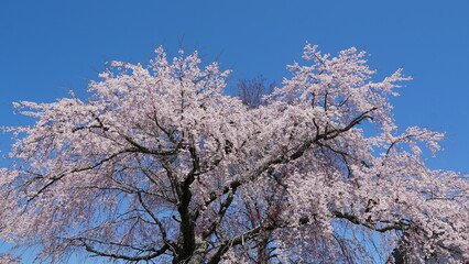 Sakura Landscape: The Beauty of Cherry Blossoms in Full Bloom in Japan
