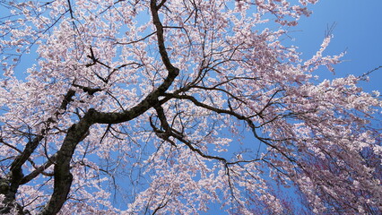 Sakura Landscape: The Beauty of Cherry Blossoms in Full Bloom in Japan