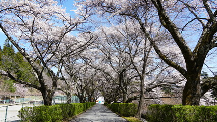 Sakura Landscape: The Beauty of Cherry Blossoms in Full Bloom in Japan