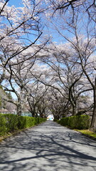 Sakura Landscape: The Beauty of Cherry Blossoms in Full Bloom in Japan