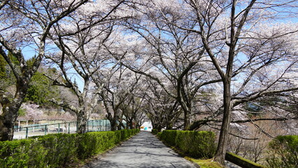 Sakura Landscape: The Beauty of Cherry Blossoms in Full Bloom in Japan