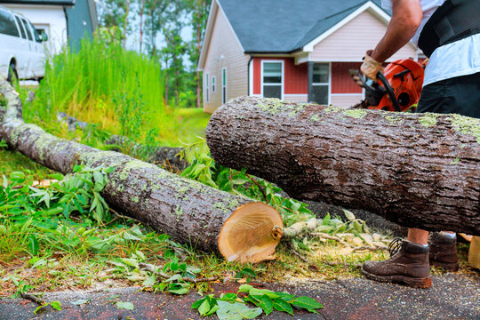 Worker uses chainsaw to cut down fallen tree in yard surrounded by houses during recent storm