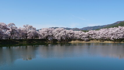The Pink Cherry Blossoms of Takaoka: A Springtime Beauty in Nagano, Japan