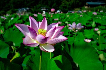 臼杵石仏公園の大賀蓮