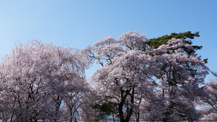 The Pink Cherry Blossoms of Takaoka: A Springtime Beauty in Nagano, Japan