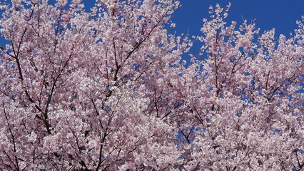 The Pink Cherry Blossoms of Takaoka: A Springtime Beauty in Nagano, Japan