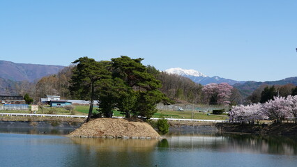 Fototapeta premium The Pink Cherry Blossoms of Takaoka: A Springtime Beauty in Nagano, Japan
