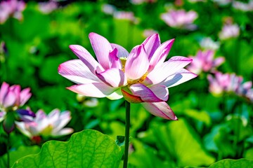 臼杵石仏公園の大賀蓮
